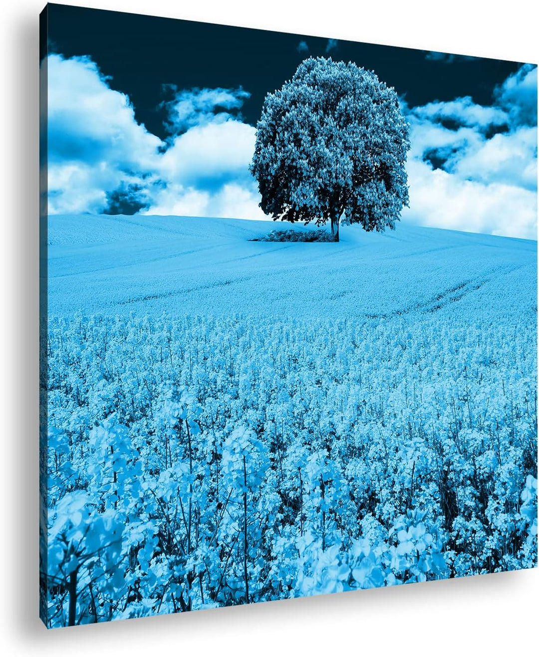 deyoli einzelner Baum im Rapsfeld Format: 60x60 Effekt: Monocrome Blau als Leinwandbild, Motiv ferti