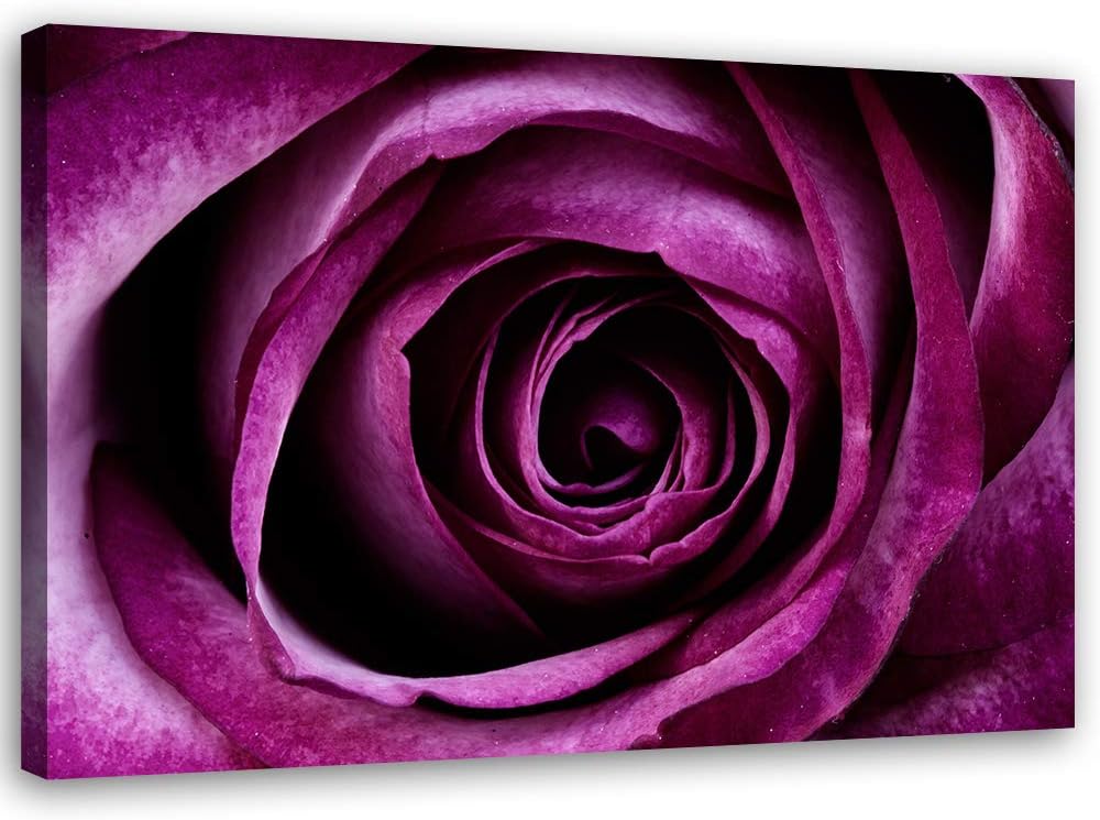 Feeby Bild auf Leinwand Rose Kunstdruck modern Pflanze Violett 80x60 cm M14560 80x60 cm, M14560 80x6