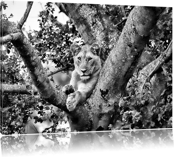 Pixxprint schöne Löwin auf Baum als Leinwandbild/Grösse: 100x70 / Wandbild/Kunstdruck/fertig bespann