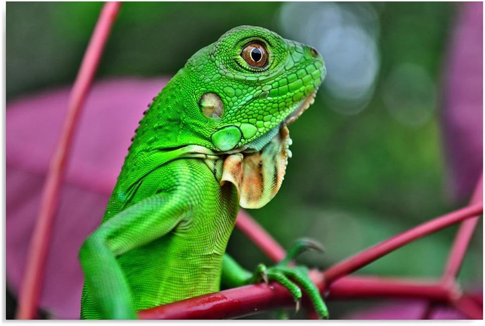 Feeby. Wandbild - 1 Teilig - 60x80 cm, Leinwand Bild Leinwandbilder Bilder Wandbilder Kunstdruck, EI