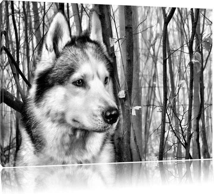 Pixxprint Wachsamer Husky / 100x70cm Leinwandbild bespannt auf Holzrahmen/Wandbild Kunstdruck Dekora