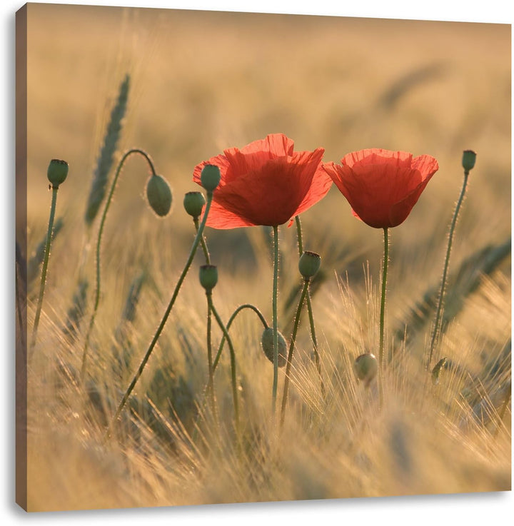 Zwei schöne Mohnblumen, Format: 70x70 auf Leinwand, XXL riesige Bilder fertig gerahmt mit Keilrahmen