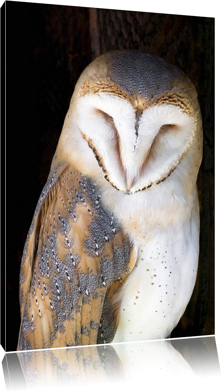 Pixxprint Schleiereule, Format: 100x70 auf Leinwand, XXL riesige Bilder fertig gerahmt mit Keilrahme