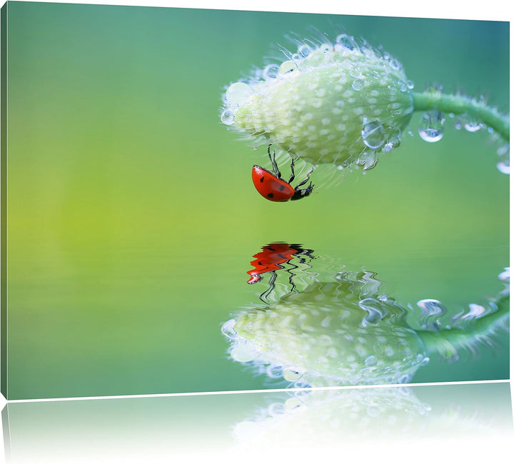 Pixxprint Marienkäfer Mohnblume als Leinwandbild/Grösse: 100x70 cm/Wandbild/Kunstdruck/fertig bespan