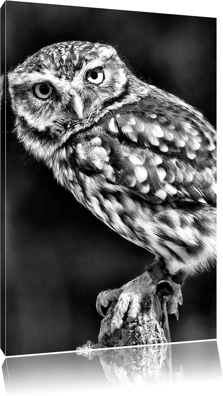 Monocrome, Eule auf Ast, Format: 100x70 auf Leinwand, XXL riesige Bilder fertig gerahmt mit Keilrahm