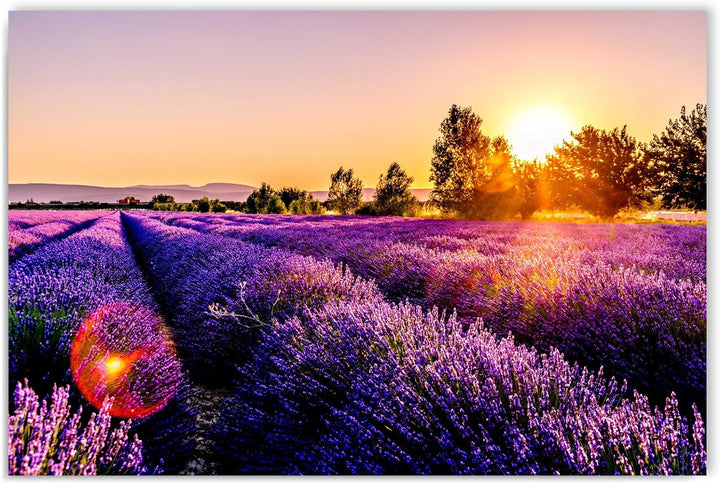 Feeby. Wandbilder - 1 Teilig- 60x90 cm - Bilder Kunstdrucke Deko Panel, Wiese, Lavendel, Natur, VIOL