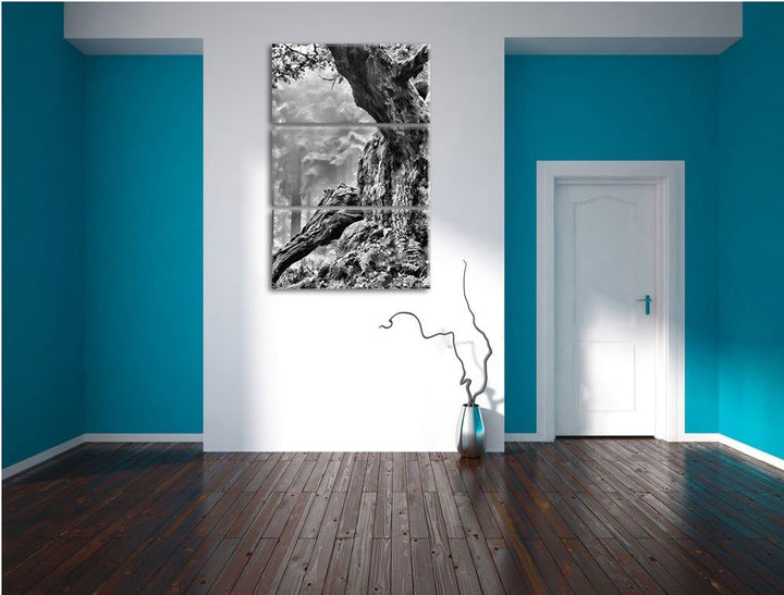 Pixxprint Dicker Baum im Wald im Moos als Leinwandbild/Grösse: 3 Teilig (120x80) cm/Wandbild/Kunstdr