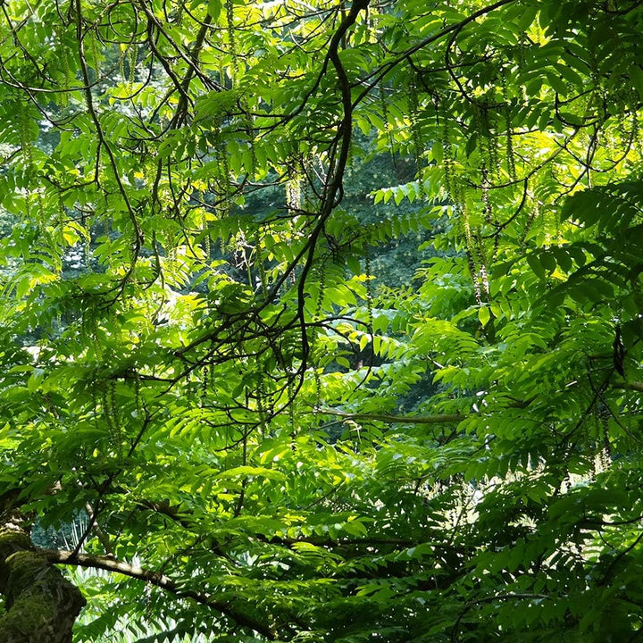 Bilder 5 Teilig Landschaft Deco Panel Kunst Wald Bäume Blätter grün 100x70 cm Deco panel 100x70 cm K