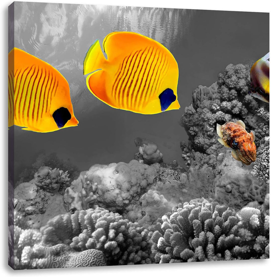 Pixxprint Fische über Korallenriff als Leinwandbild/Grösse: 70x70 cm/Wandbild/Kunstdruck/fertig besp