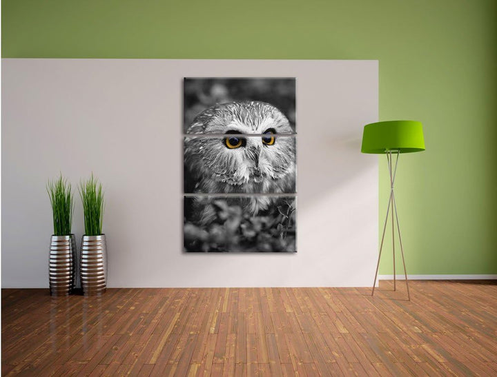 Pixxprint junger Kauz im Vogelbeerstrauch schwarz/weiss 3-Teiler Leinwandbild 120x80 Bild auf Leinwa