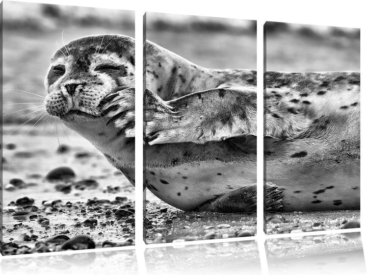 Pixxprint süsse Robbe beim Putzen als Leinwandbild/Grösse: 3 Teilig (120x80) cm/Wandbild/Kunstdruck/