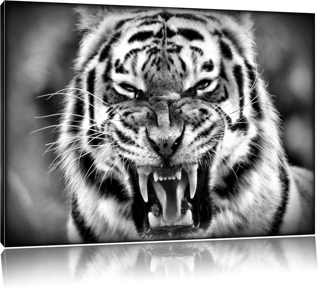 Pixxprint aggressiver Tiger als Leinwandbild/Grösse: 100x70 / Wandbild/Kunstdruck/fertig bespannt, 1