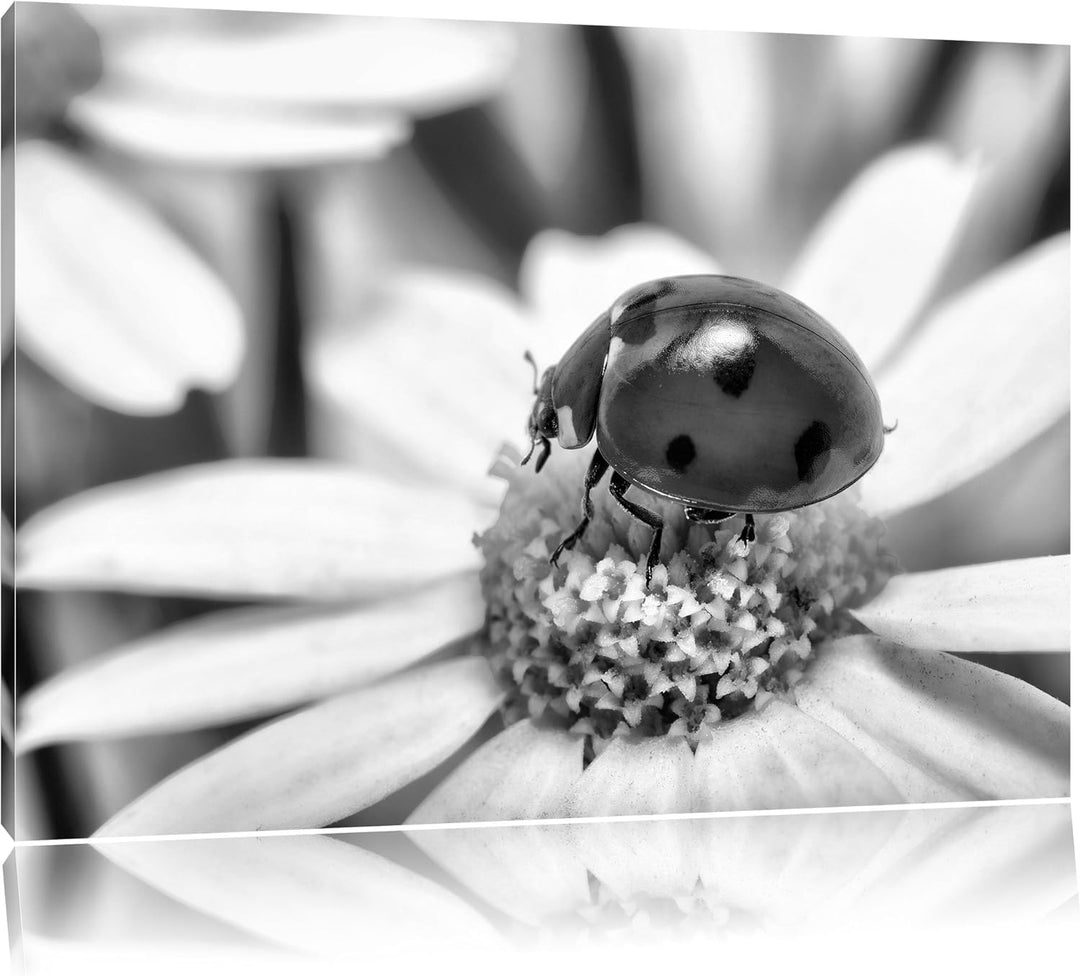 Pixxprint Monocrome, Marienkäfer auf Gänseblümchen als Leinwandbild/Grösse: 100x70 / Wandbild/Kunstd