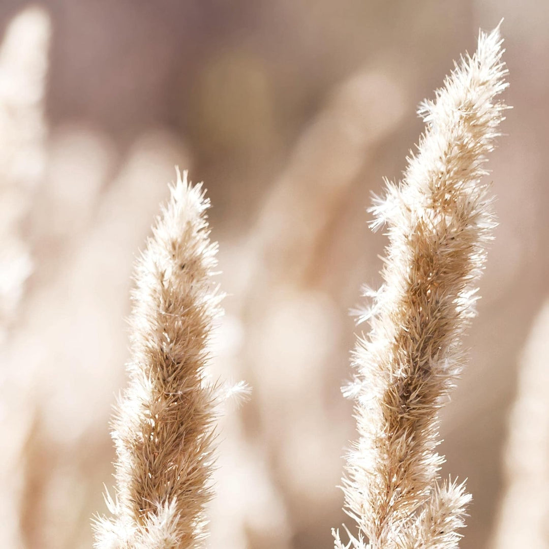 Novart Bilder Set - AUFHÄNGFERTIG - KEIN EXTRA RAHMEN BENÖTIGT - Boho Natur Modern Beige Grün - Wohn