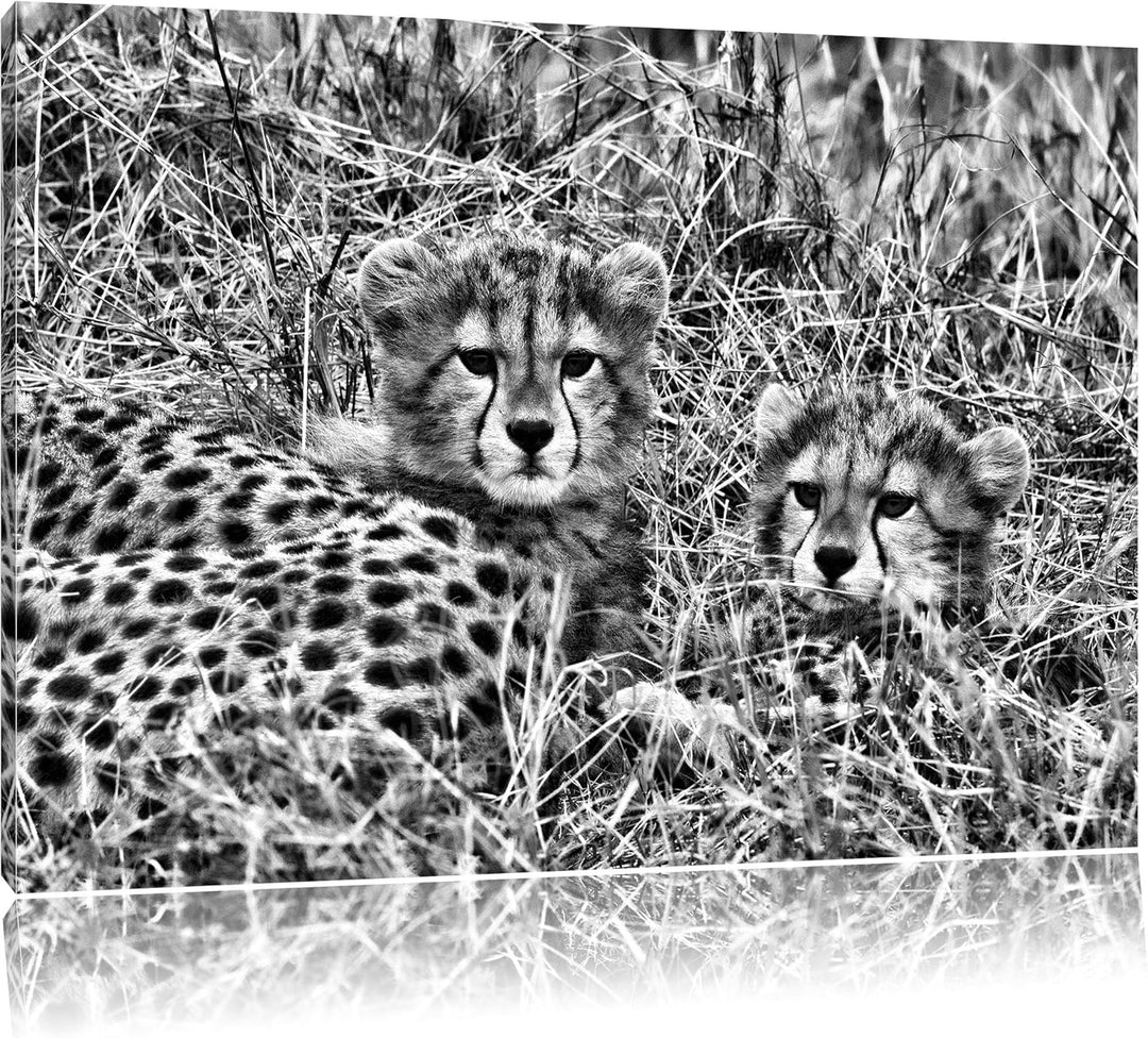 Pixxprint süsse Junge Geparden im Gras als Leinwandbild/Grösse: 100x70 / Wandbild/Kunstdruck/fertig