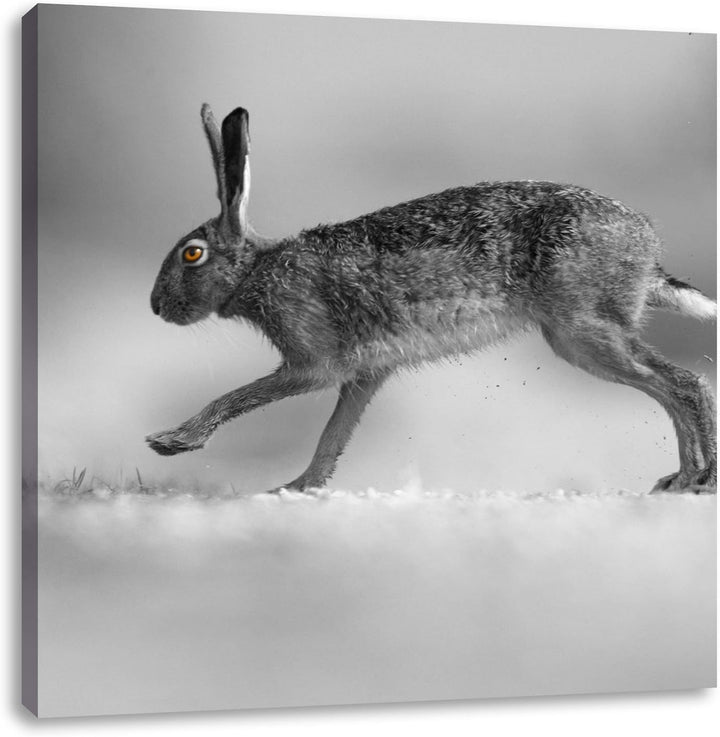 Pixxprint Springender Feldhase als Leinwandbild/Grösse: 70x70 cm/Wandbild/Kunstdruck/fertig bespannt