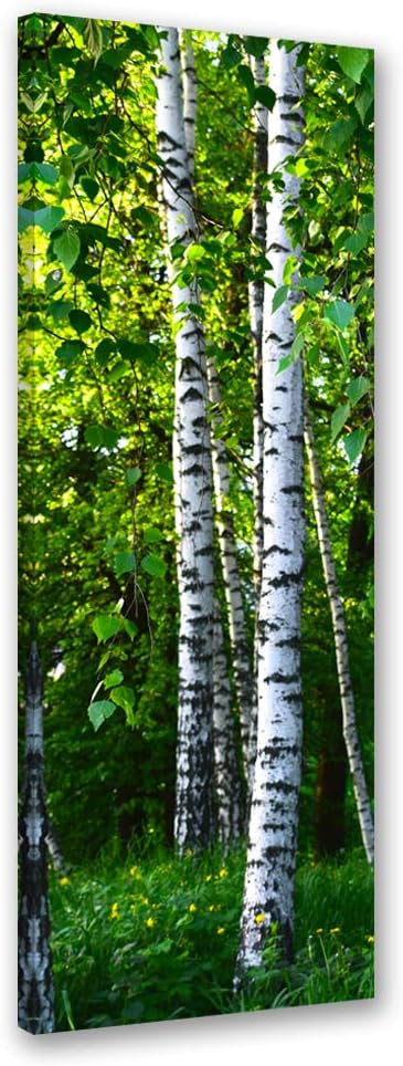 Feeby Vlies Leinwandbild Birkenbäume 60x150 cm Wand Bild Kunstdruck Deko Wohnzimmer Wohnungs Deko Gr