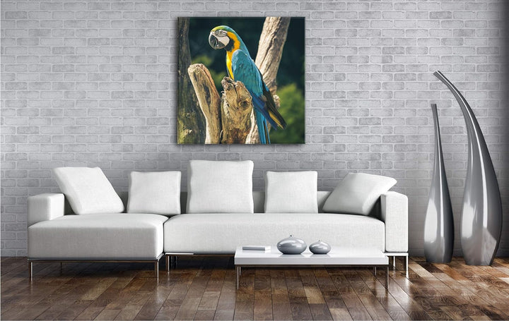 deyoli edler Papagei Format: 70x70 als Leinwand, Motiv fertig gerahmt auf Echtholzrahmen, Hochwertig