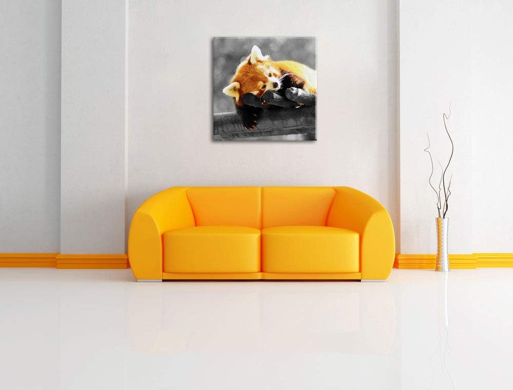 Pixxprint süsser Panda träumt schwarz/weiss, Format: 70x70 auf Leinwand, 70x70