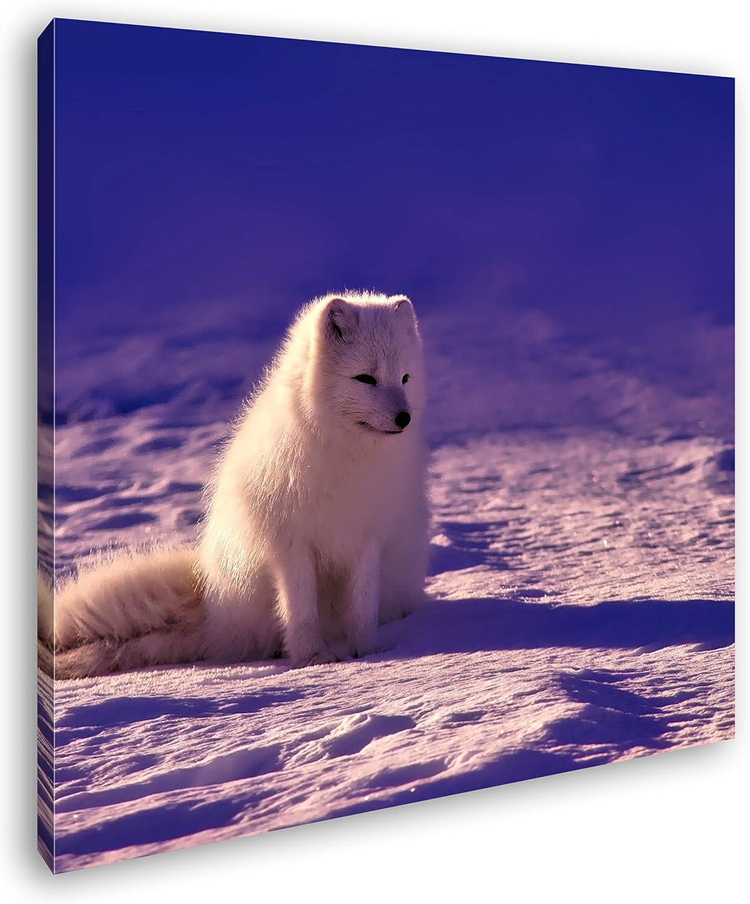 deyoli Arktischer Polarfuchs Format: 70x70 als Leinwand, Motiv fertig gerahmt auf Echtholzrahmen, Ho