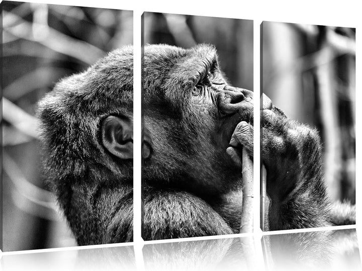 Pixxprint Gorilla isst als Leinwandbild/Grösse: 3 Teilig (120x80) cm/Wandbild/Kunstdruck/fertig besp