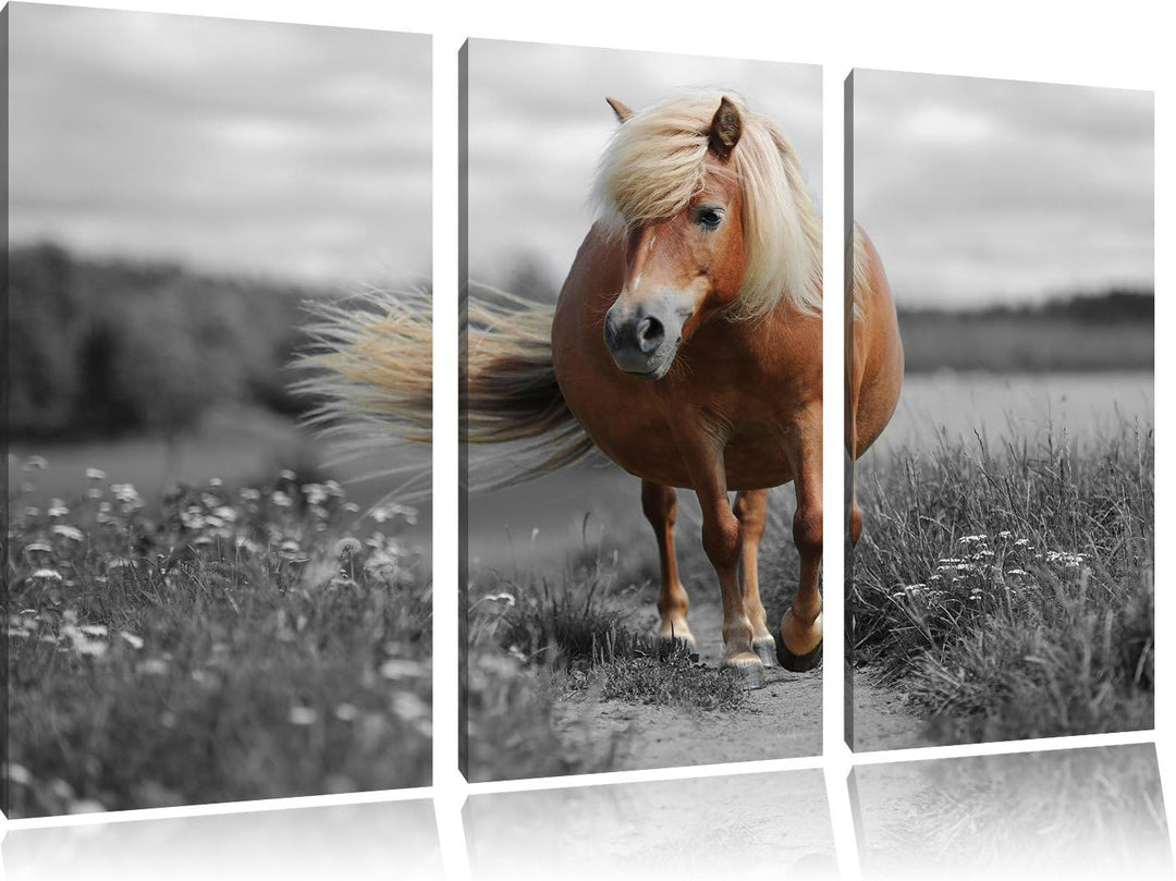 Pixxprint Shetlandpony auf der Wiese als Leinwandbild/Grösse: 3 Teilig (120x80) cm/Wandbild/Kunstdru