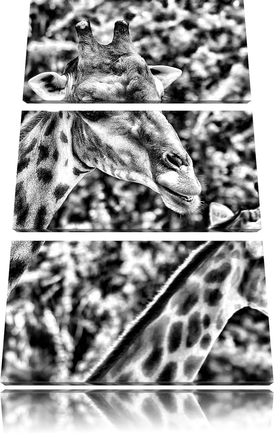Pixxprint Monocrome, Giraffen 3-Teiler Leinwandbild 120x80 Bild auf Leinwand
