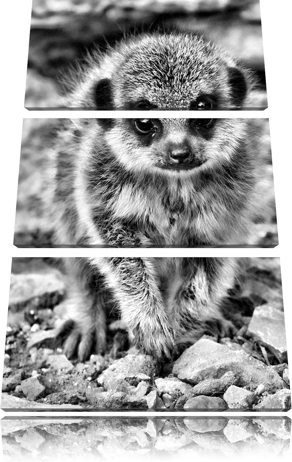 Pixxprint Monocrome, junges Erdmännchen zwischen Steinen 3-Teiler Leinwandbild 120x80 Bild auf Leinw