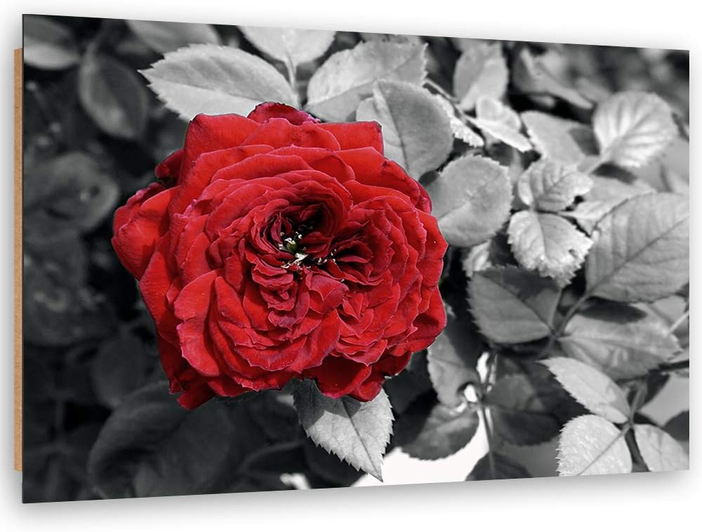 Wandbild Rose Modern Deko Kunst Bilder Blume Rot 90x60 cm M14559 90x60 cm, M14559 90x60 cm