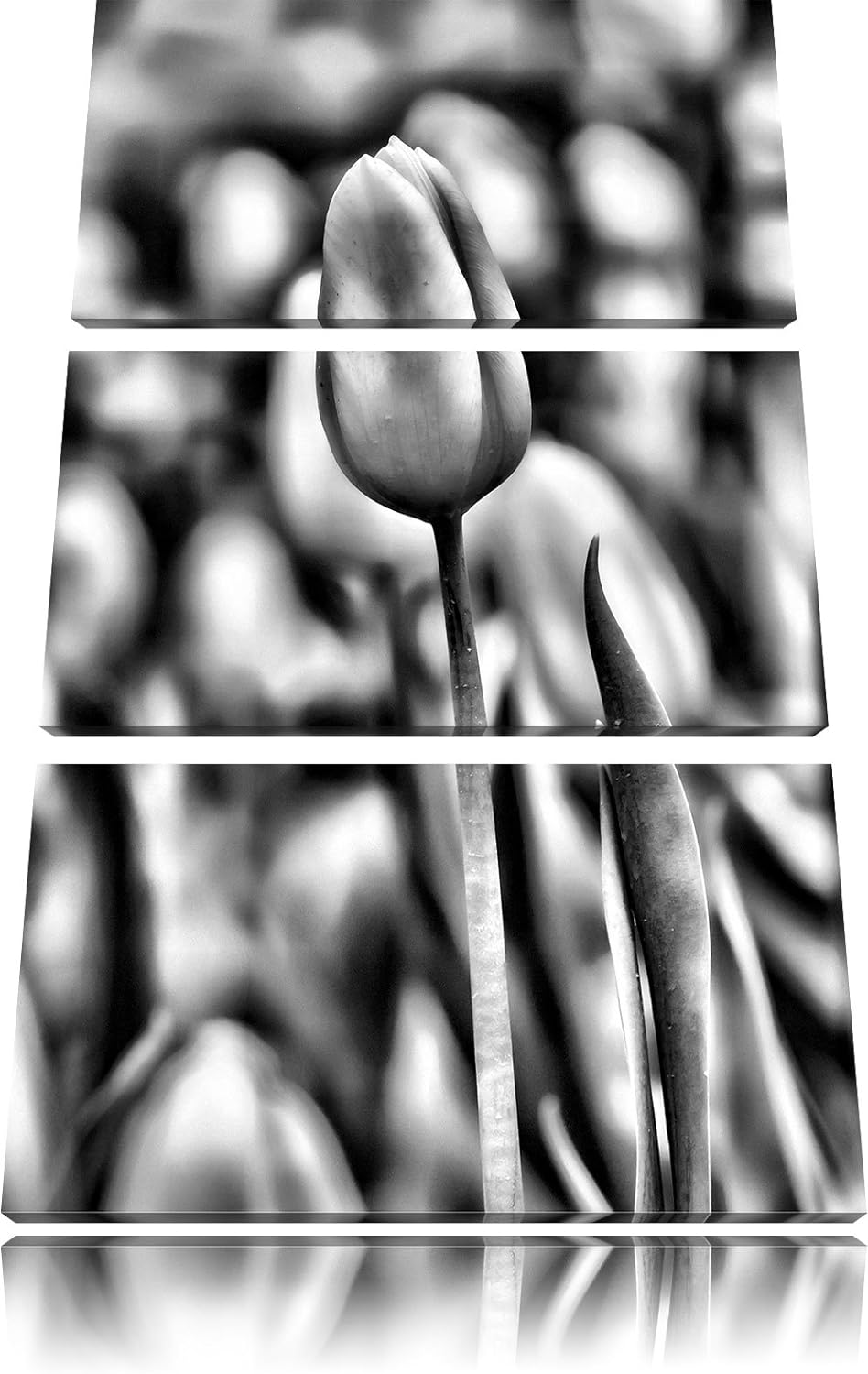 Pixxprint Gelbe Tulpen im Frühling als Leinwandbild/Grösse: 3 Teilig (120x80) cm/Wandbild/Kunstdruck