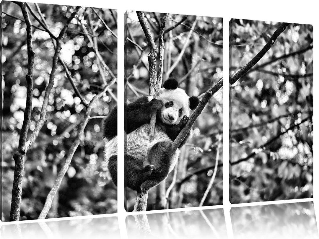 Pixxprint niedlicher Pandabär auf Baum als Leinwandbild/Grösse: 3 Teilig (120x80) cm/Wandbild/Kunstd