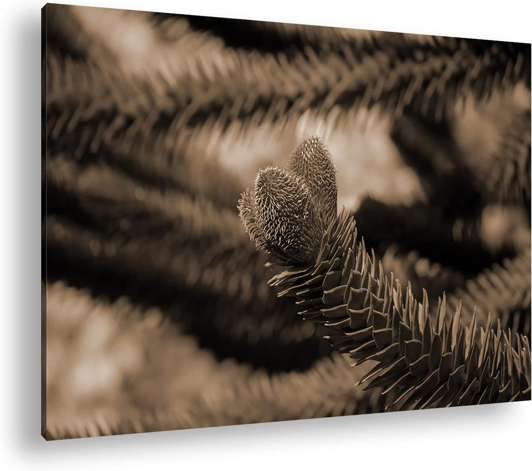 deyoli Frühlingserwachen der Tannenbäume Format: 80x60 als Leinwand, Effekt: Sepia, Motiv fertig ger