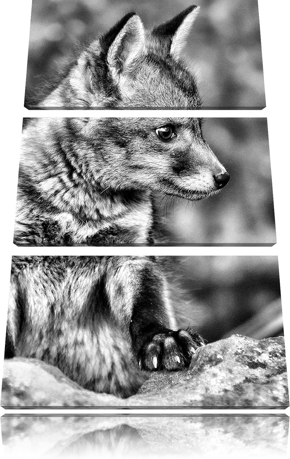 Pixxprint junger Fuchs als Leinwandbild/Grösse: 3 Teilig (120x80) / Wandbild/Kunstdruck/fertig bespa