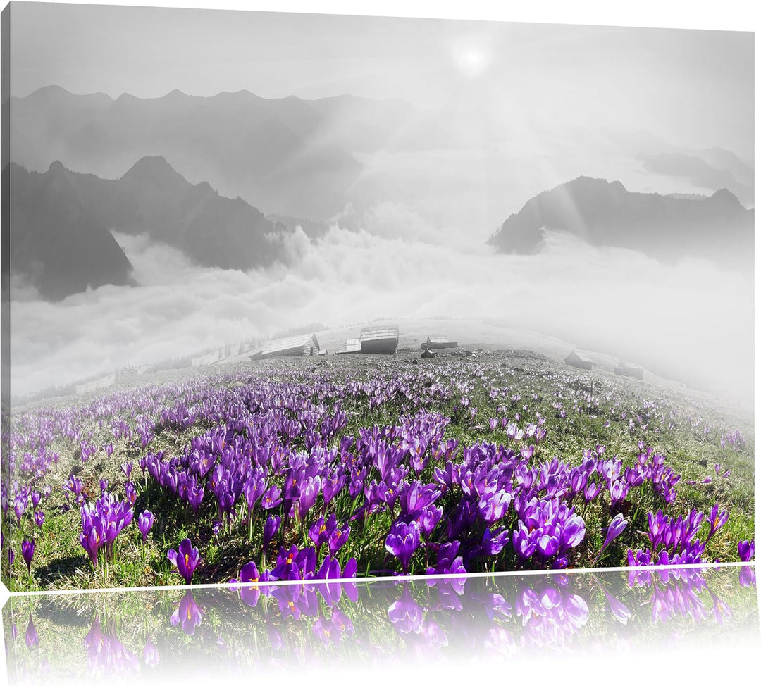 Pixxprint Blühende lilane Krokusse mit Aussicht auf die Berge B&W Detail, Format: 100x70 auf Leinwan