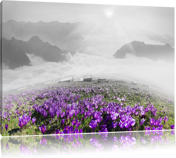 Pixxprint Blühende lilane Krokusse mit Aussicht auf die Berge B&W Detail, Format: 100x70 auf Leinwan