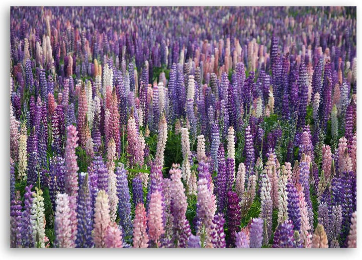 Feeby Vlies Leinwandbild Blumen Neuseeland Wiese 90x60 cm Druckbild Wandbild Wanddekoration Deko Wan