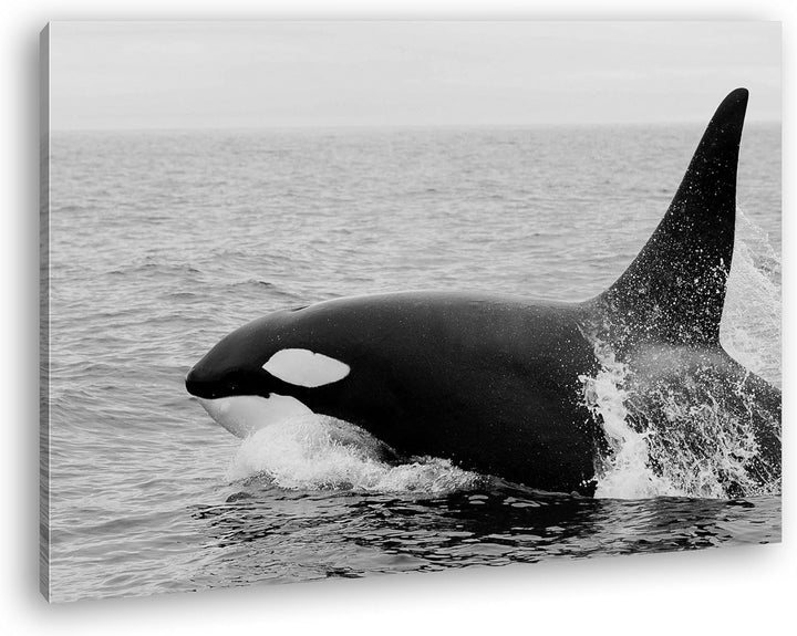 deyoli edler Orca Format: 60x40 Effekt: Schwarz/Weiss als Leinwand, Motiv fertig gerahmt auf Echthol