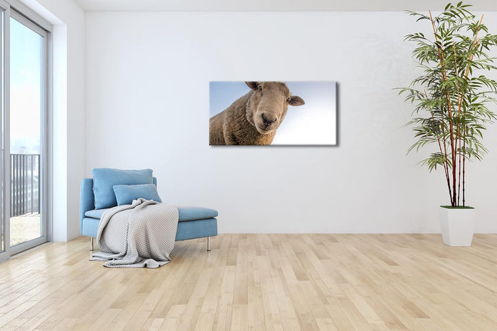 lustiges Schaf Panorama 120x60 cm als Leinwandbild, Motiv fertig gerahmt auf Echtholzrahmen, Hochwer