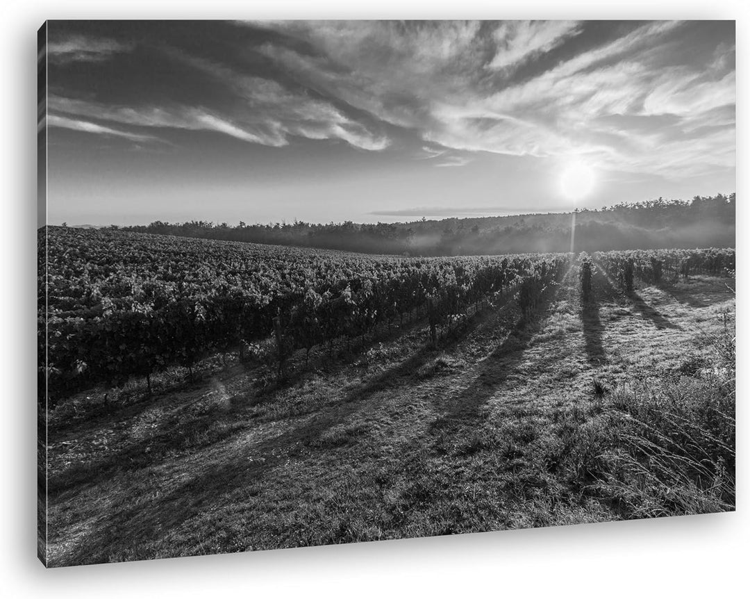 Traubenfeld in der Toskana Effekt: Schwarz/Weiss Format: 60x40 als Leinwandbild, Motiv fertig gerahm