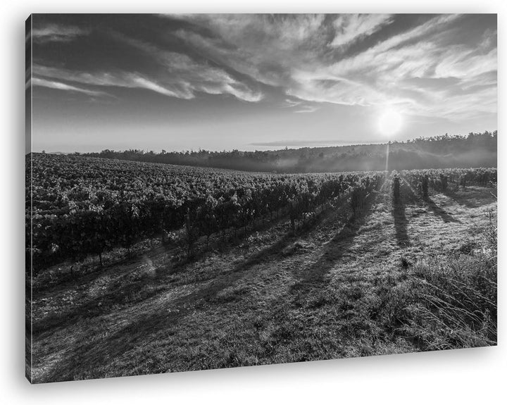 Traubenfeld in der Toskana Effekt: Schwarz/Weiss Format: 60x40 als Leinwandbild, Motiv fertig gerahm