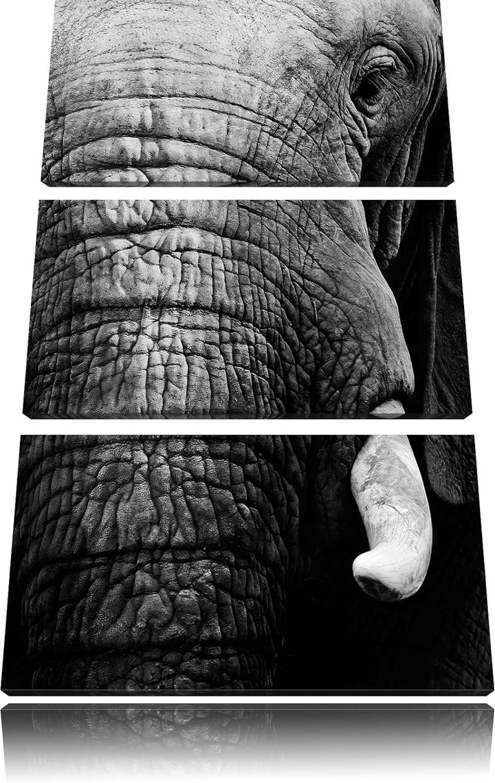 Pixxprint Elefant im Porträt als Leinwandbild/Grösse: 3 Teilig (120x80) cm/Wandbild/Kunstdruck/ferti