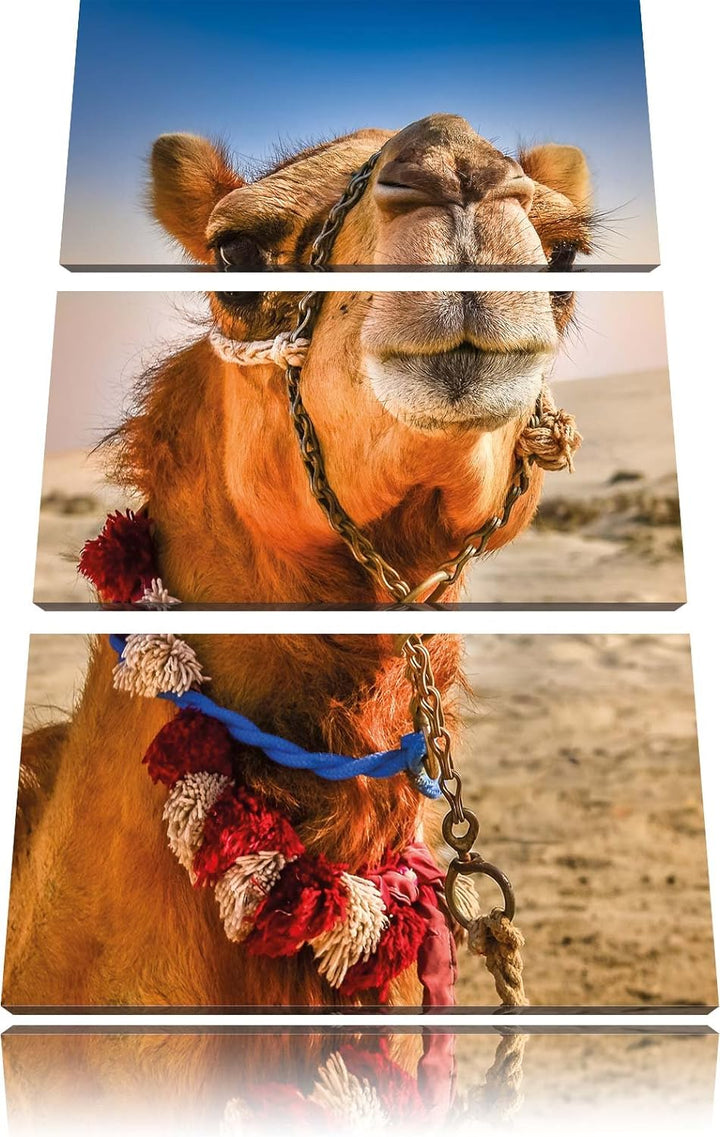 Pixxprint Lustiges Kamel in Wüste als Leinwandbild/Grösse: 3 Teilig (120x80) cm/Wandbild/Kunstdruck/