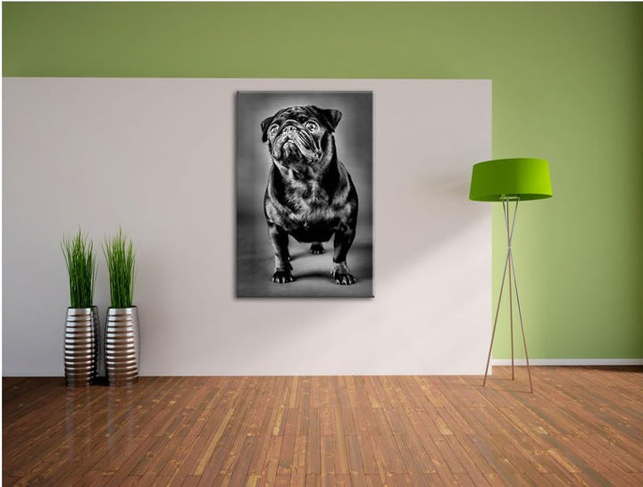 Pixxprint Süsser schwarzer Mops als Leinwandbild/Grösse: 100x70 cm/Wandbild/Kunstdruck/fertig bespan