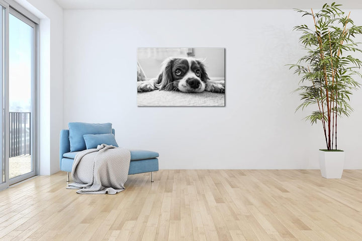 deyoli zauberhafter Cocker Spaniel Effekt: Schwarz&Weiss Format: 100x70 als Leinwandbild, Motiv fert