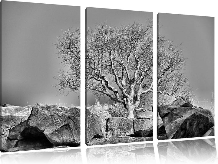 Pixxprint Monocrome, einsamer Baum im Gebirge 3-Teiler Leinwandbild 120x80 Bild auf Leinwand