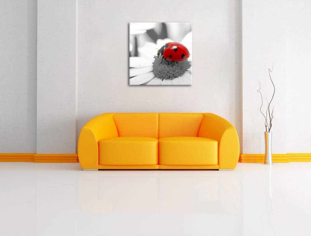 Pixxprint süsser Marienkäfer auf Gänseblume schwarz/weiss, Format: 70x70 auf Leinwand, 70x70