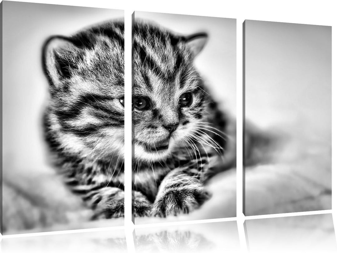 Pixxprint kleines Kätzchen auf weisser Decke als Leinwandbild/Grösse: 3 Teilig (120x80) cm/Wandbild/