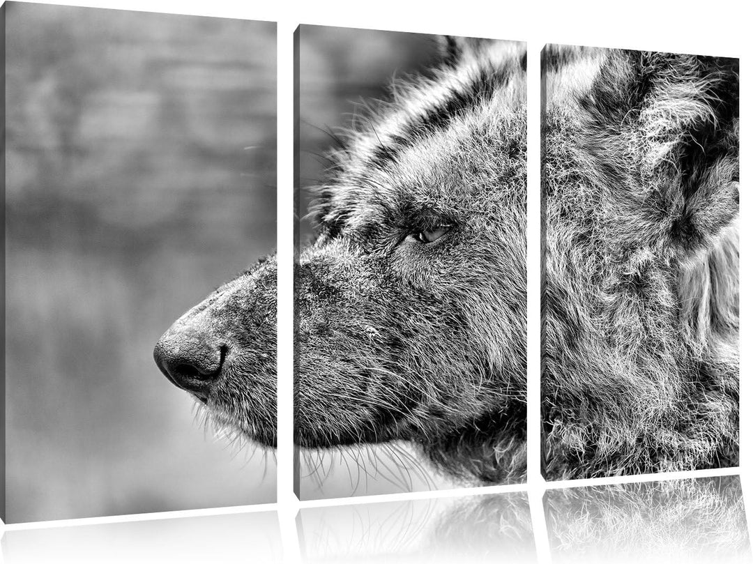 Pixxprint Hyäne im Seitenprofil als Leinwandbild/Grösse: 3 Teilig (120x80) cm/Wandbild/Kunstdruck/fe