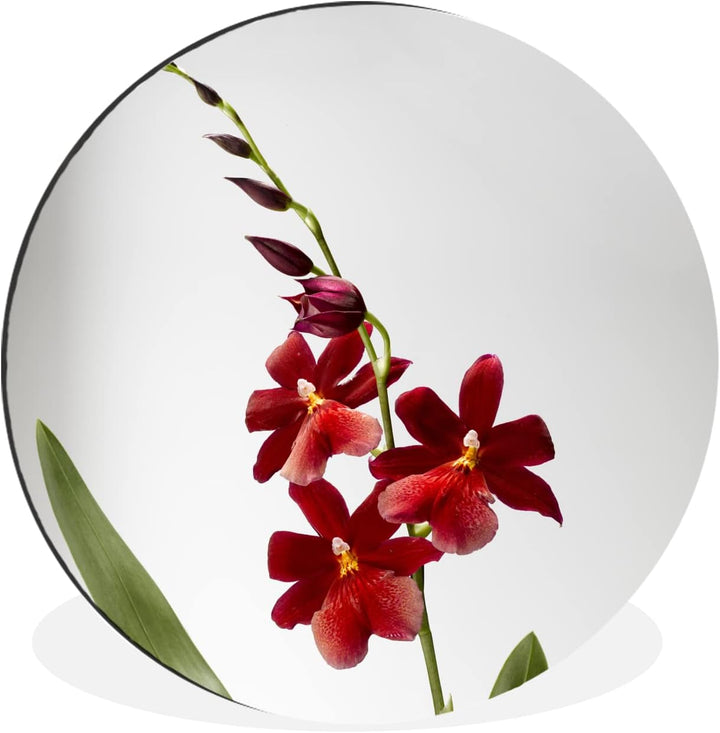 MuchoWow Wandbild Rund Wanddeko Deko Wohnzimmer Bilder 30x30 cm Rote Orchidee mit Blättern auf weiss