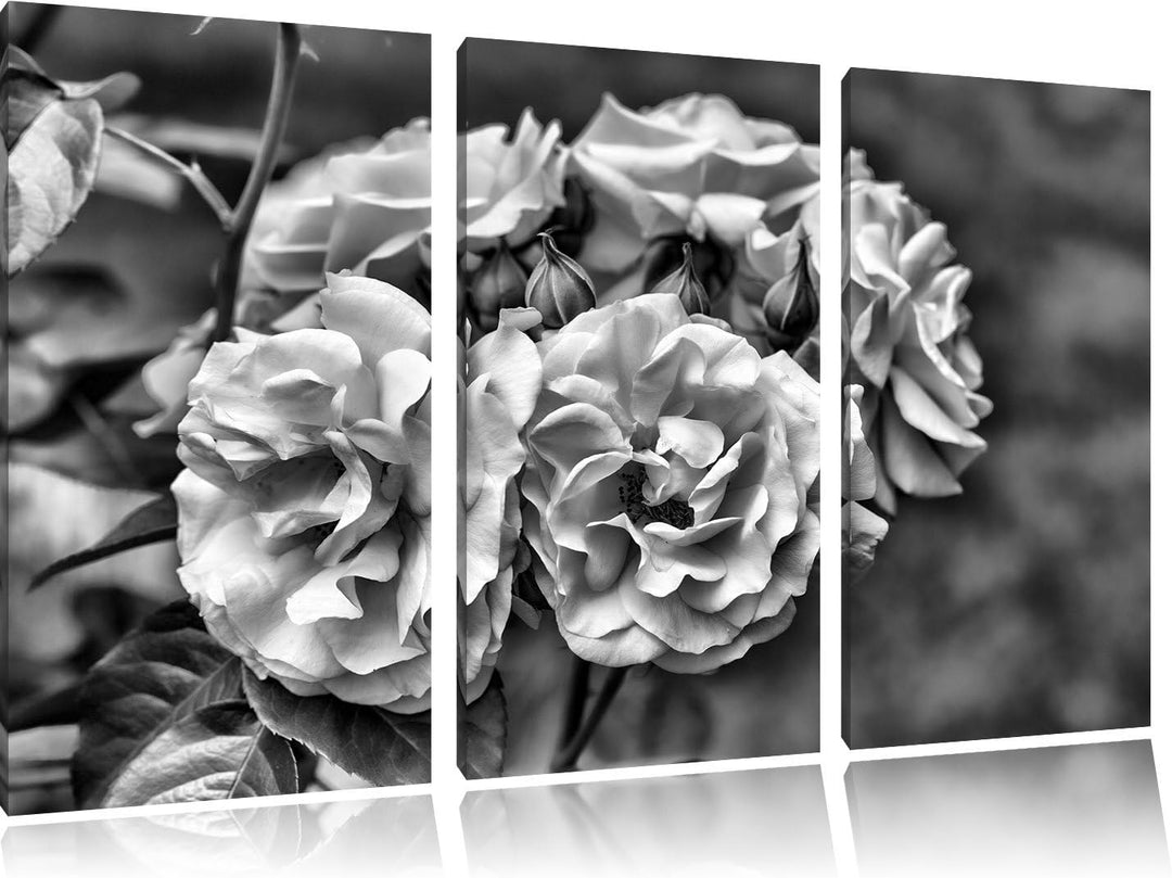 Pixxprint Weiss gelbe Rose Blumen als Leinwandbild/Grösse: 3 Teilig (120x80) cm/Wandbild/Kunstdruck/